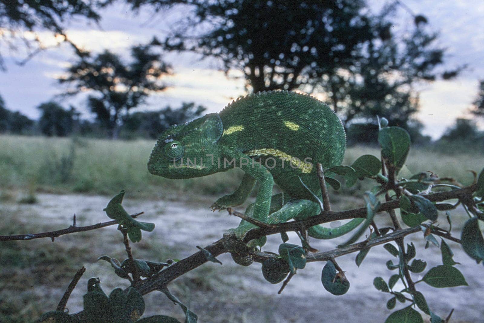 Flap-neck Chamaeleon (Chamaeleo dilepsis), Central Kalahari Game Reserve, Ghanzi, Botswana, Africa.