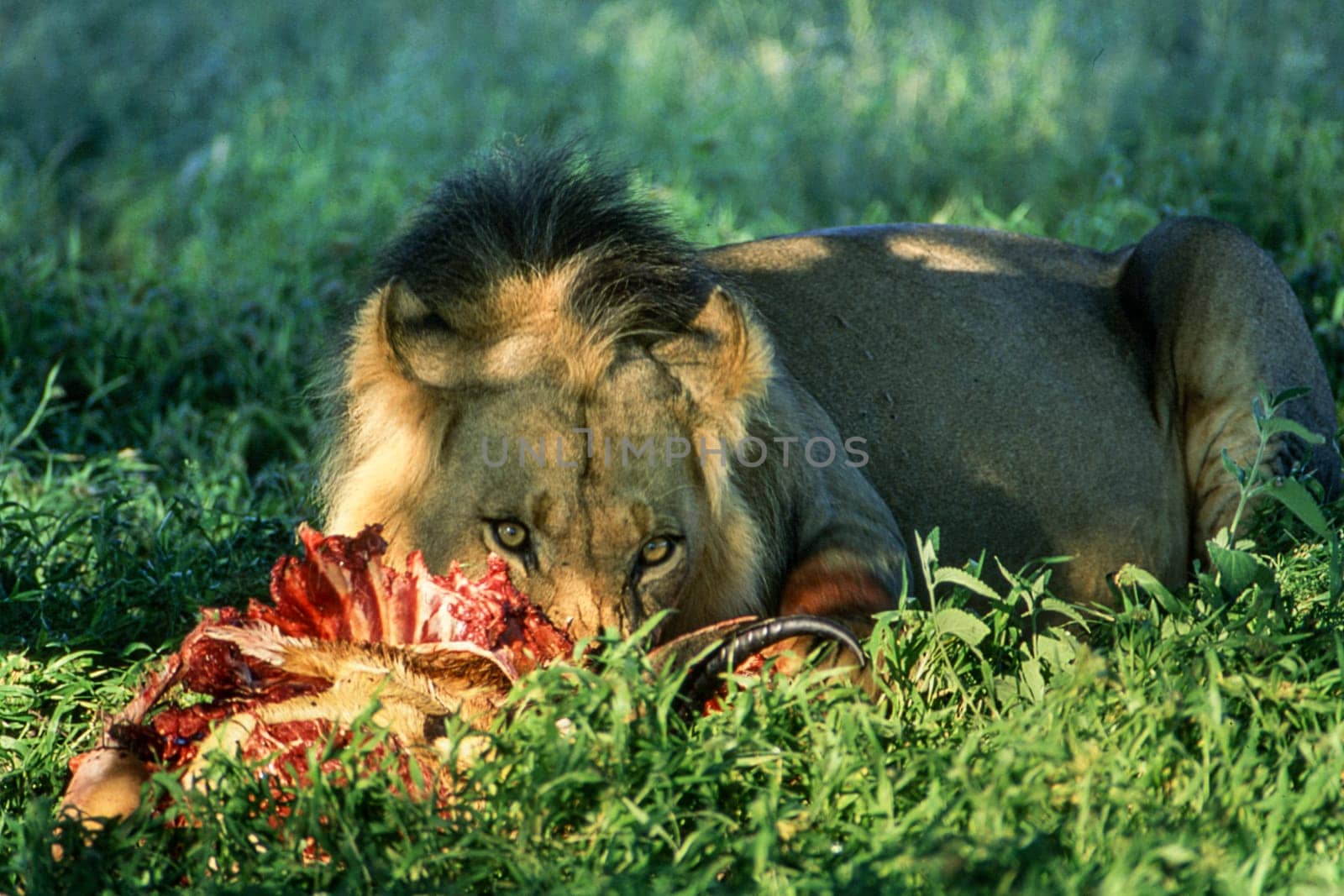 Lion (Panthera leo), Central Kalahari Game Reserve, Ghanzi, Botswana, Africa