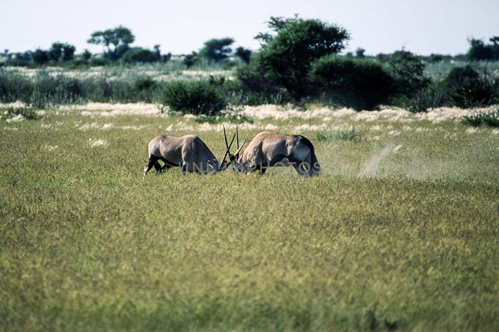 Gemsbok (Oryx gazella), Central Kalahari Game Reserve, Ghanzi, Botswana, Africa