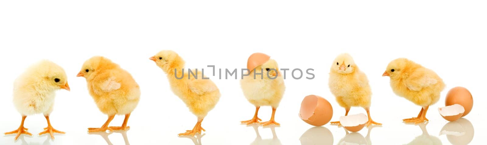 Lots of baby chicken in different positions - isolated with reflection