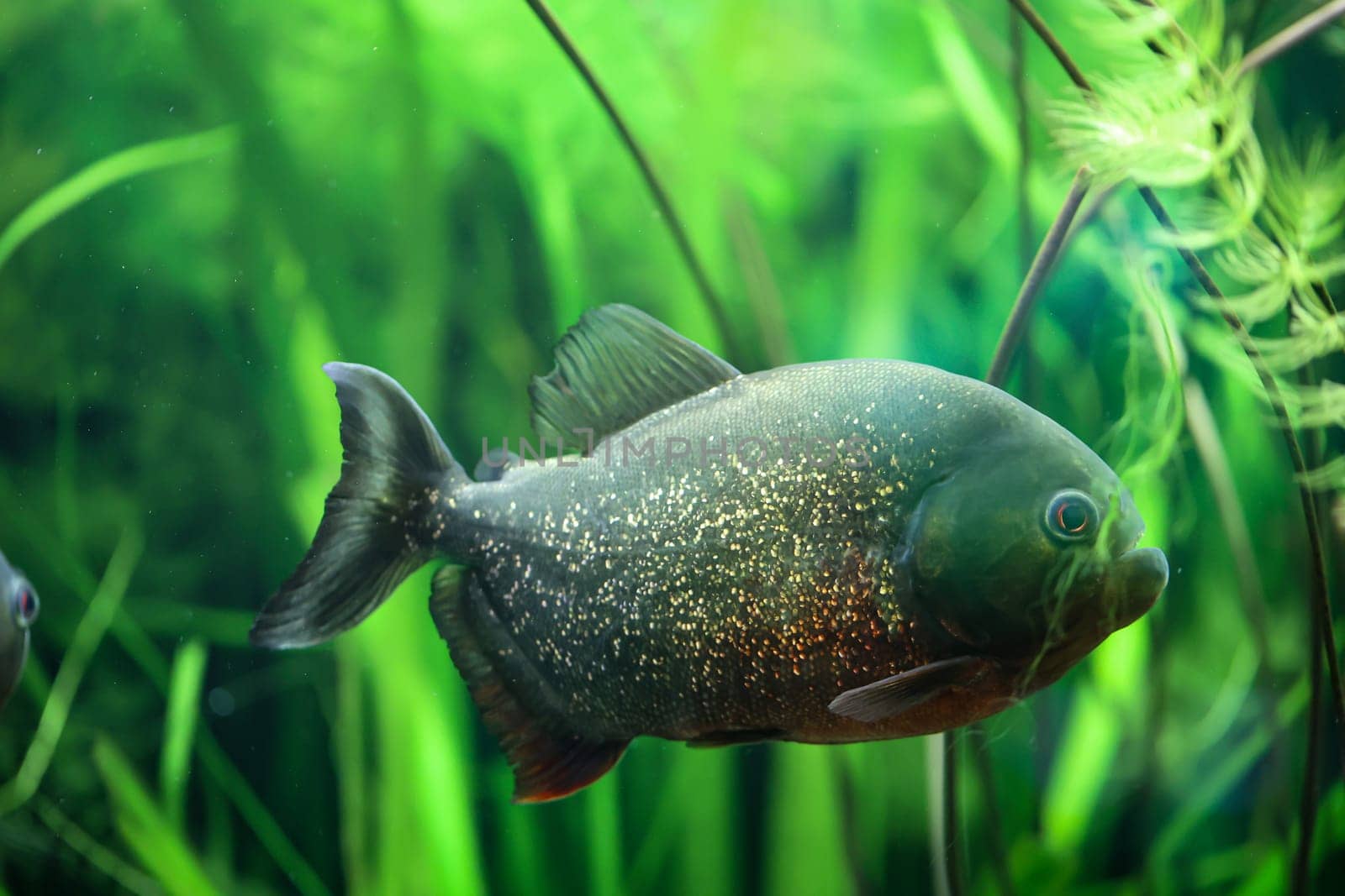 Portrait of a Piraya (Pygocentrus piraya) in an aquarium.