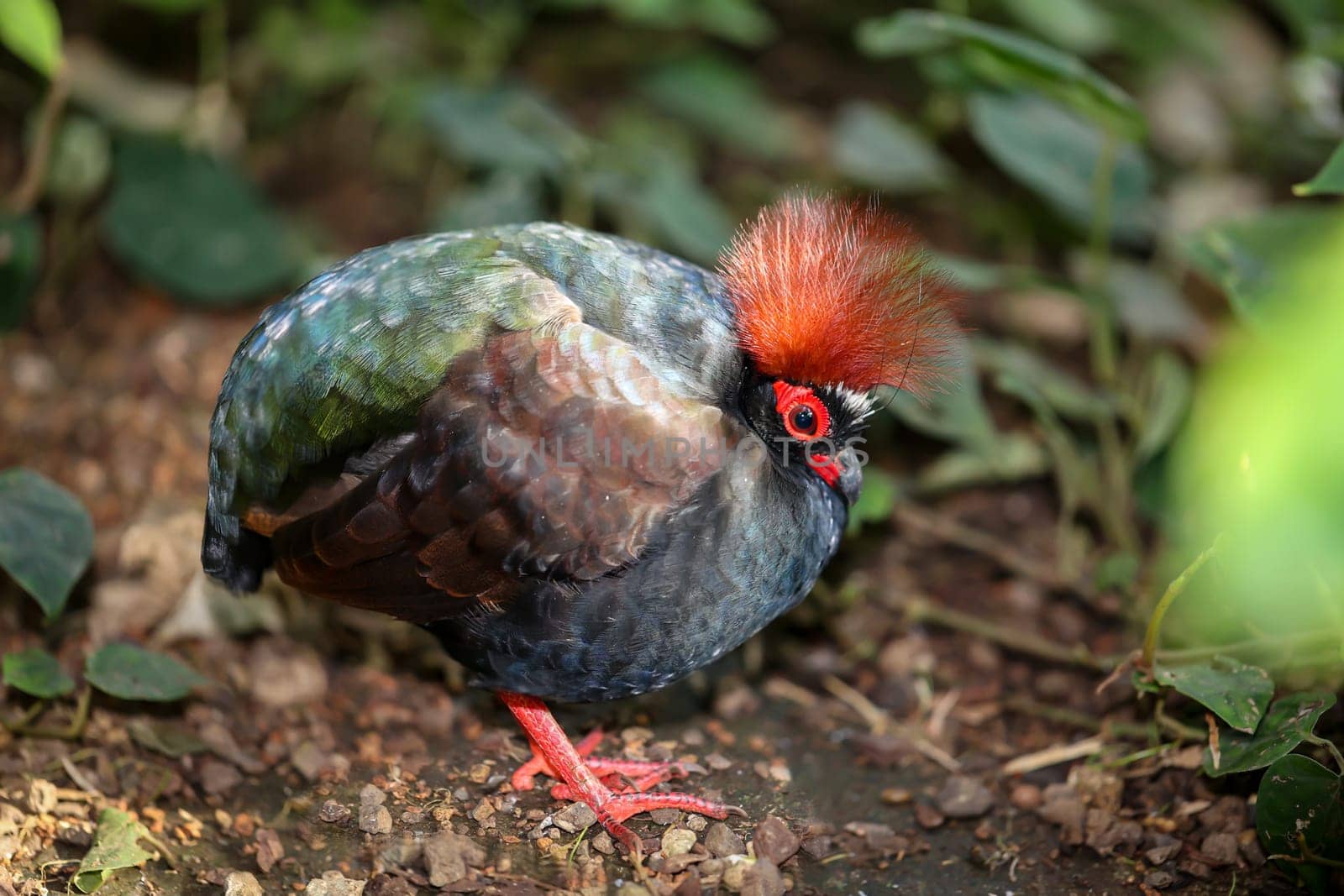 An ostrich quail (Rollulus rouloul) roams the bushes.