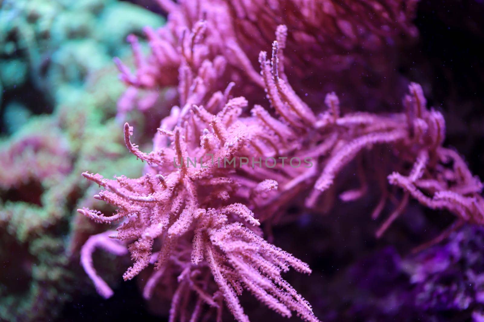 A beautiful red coral in an artificial aquarium reef.