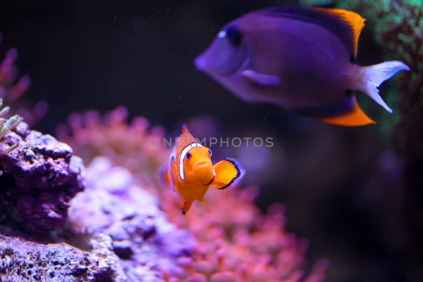 A clounfish, or anemonefish in a saltwater aquarium.