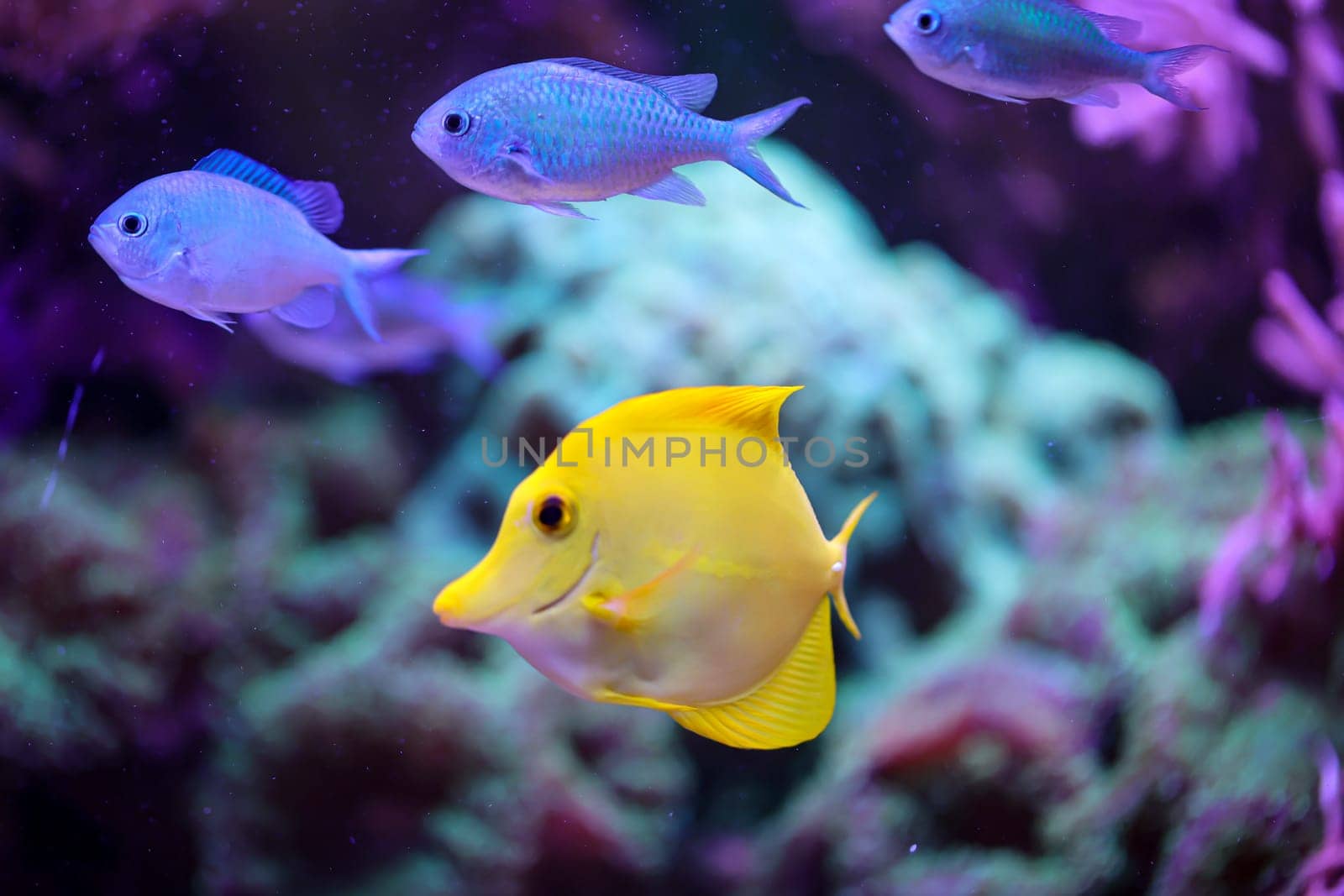 A yellow sailfin doctor in a marine aquarium.