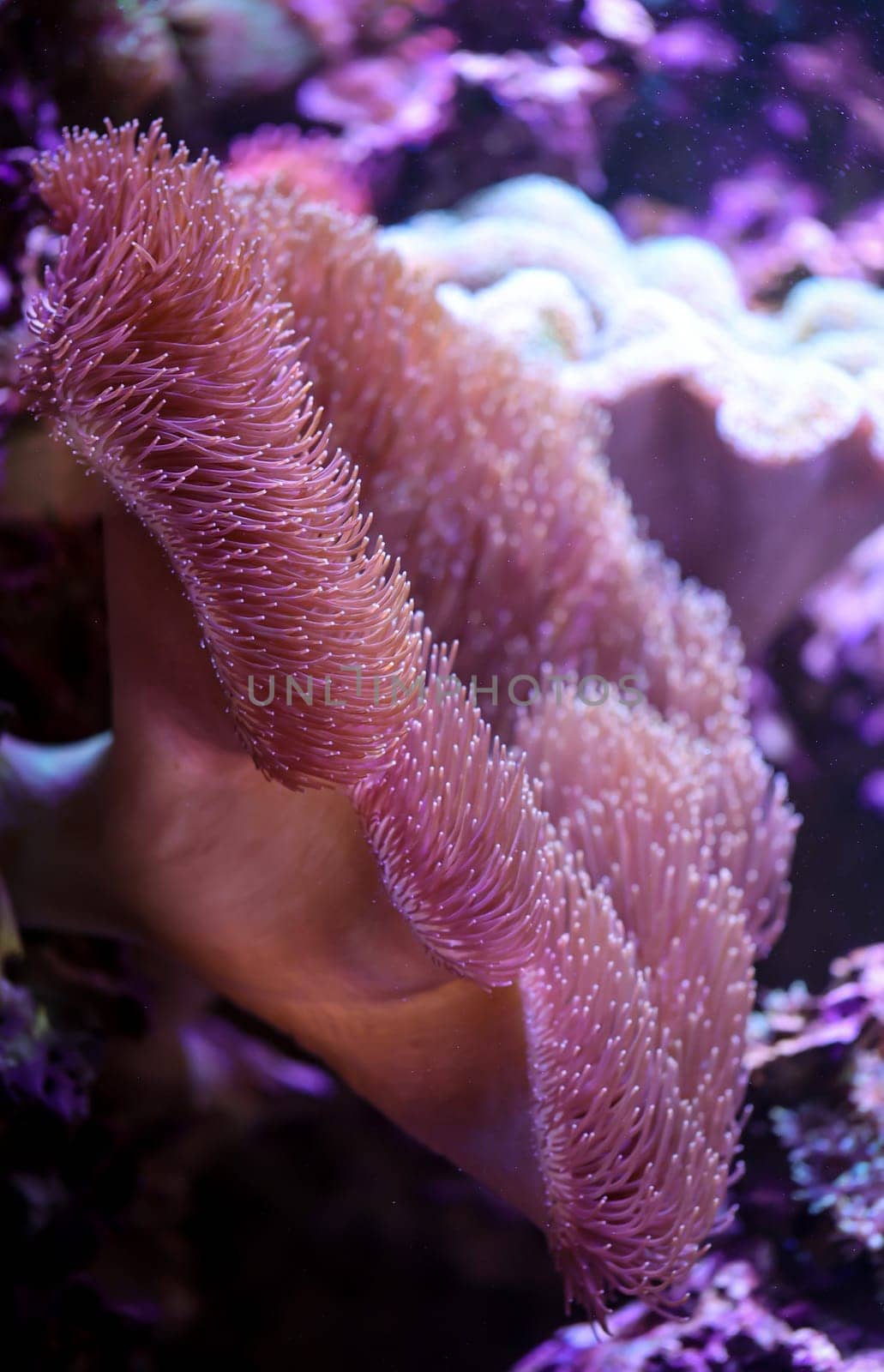 A beautiful large anemone in a saltwater tank.