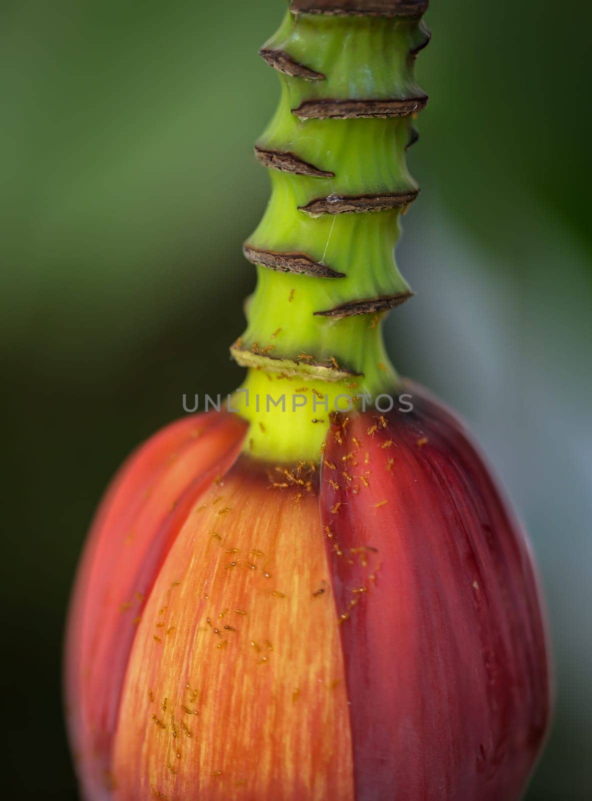 Details of a dwarf banana (Musa acuminata), flowers and fruit set.