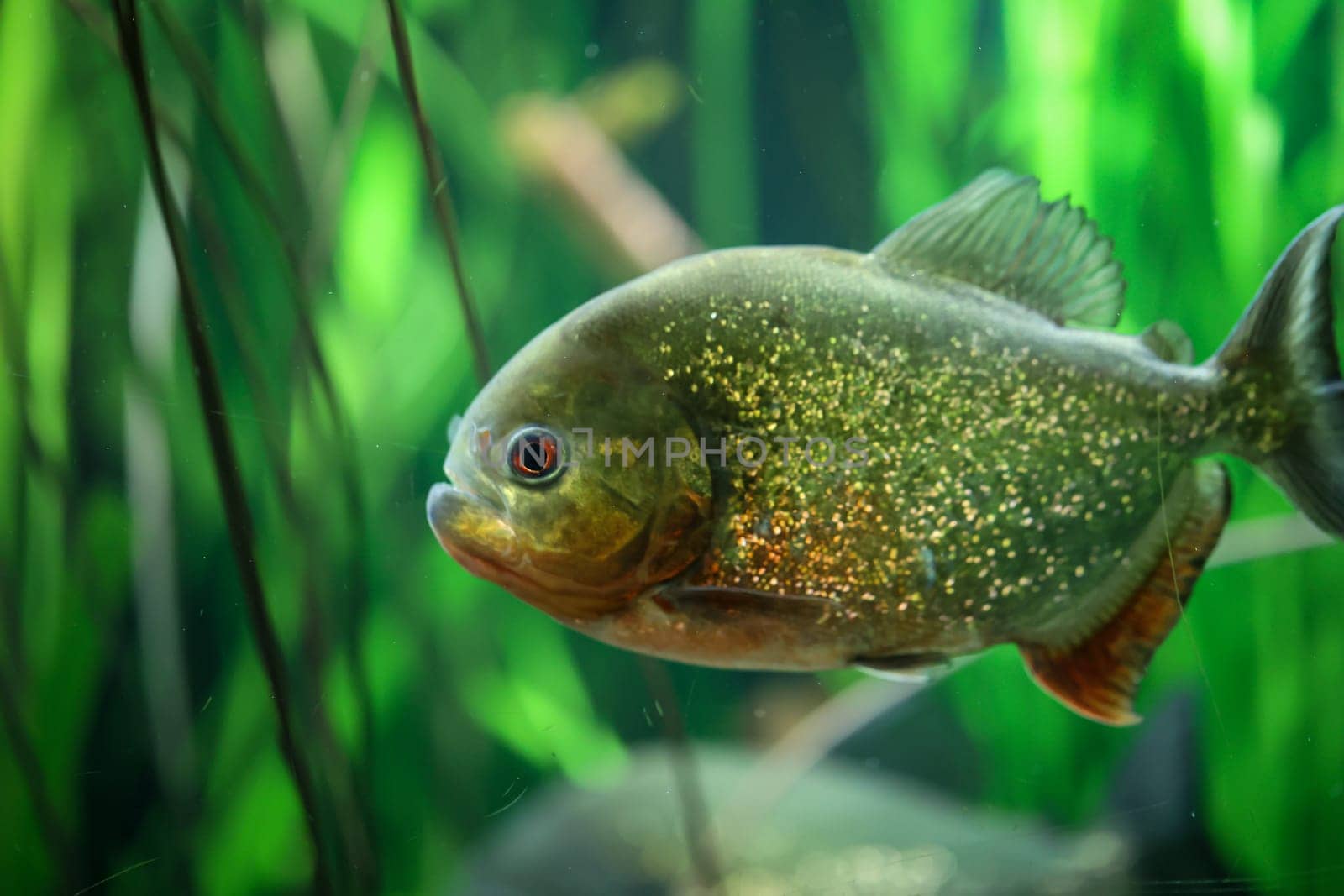 Portrait of a Piraya (Pygocentrus piraya) in an aquarium.