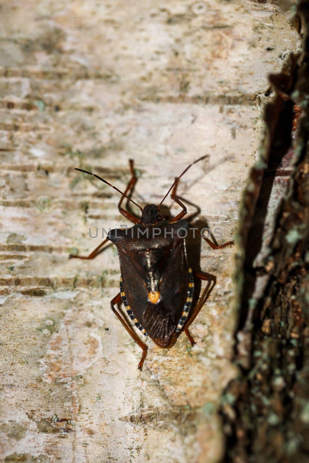 A red-legged tree bug (Pentatoma rufipes) on a birch tree.