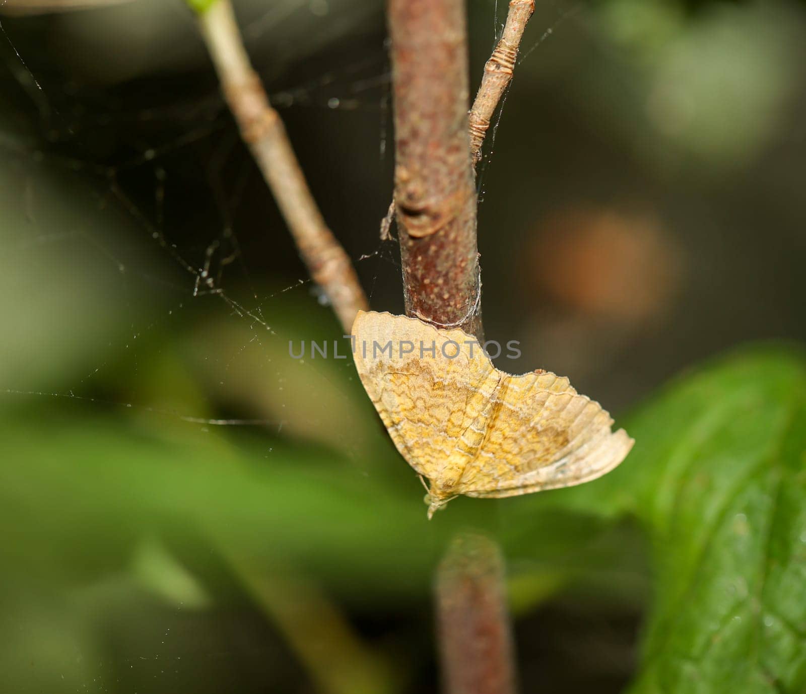 An ochre yellow leafhopper (Camptogramma bilineata) on a shrub.