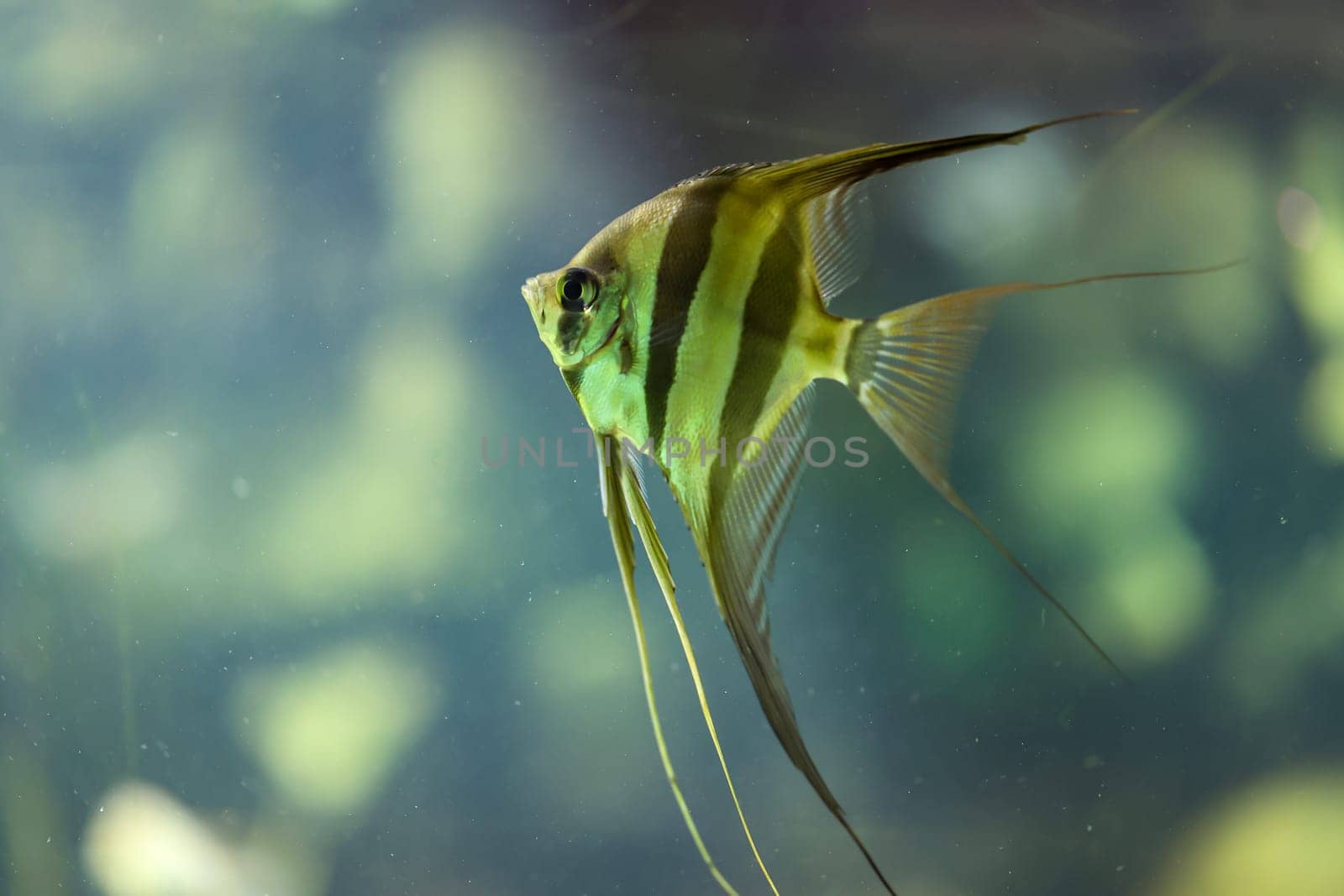 A beautifully striped angelfish in an aquarium.