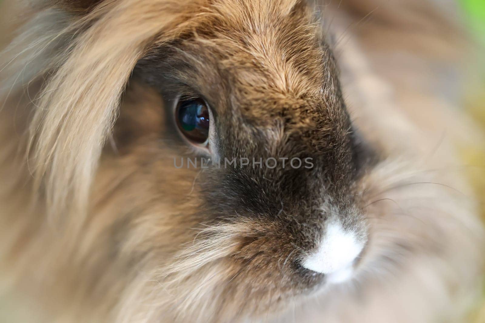 A portrait, or close-up, of a dwarf rabbit.