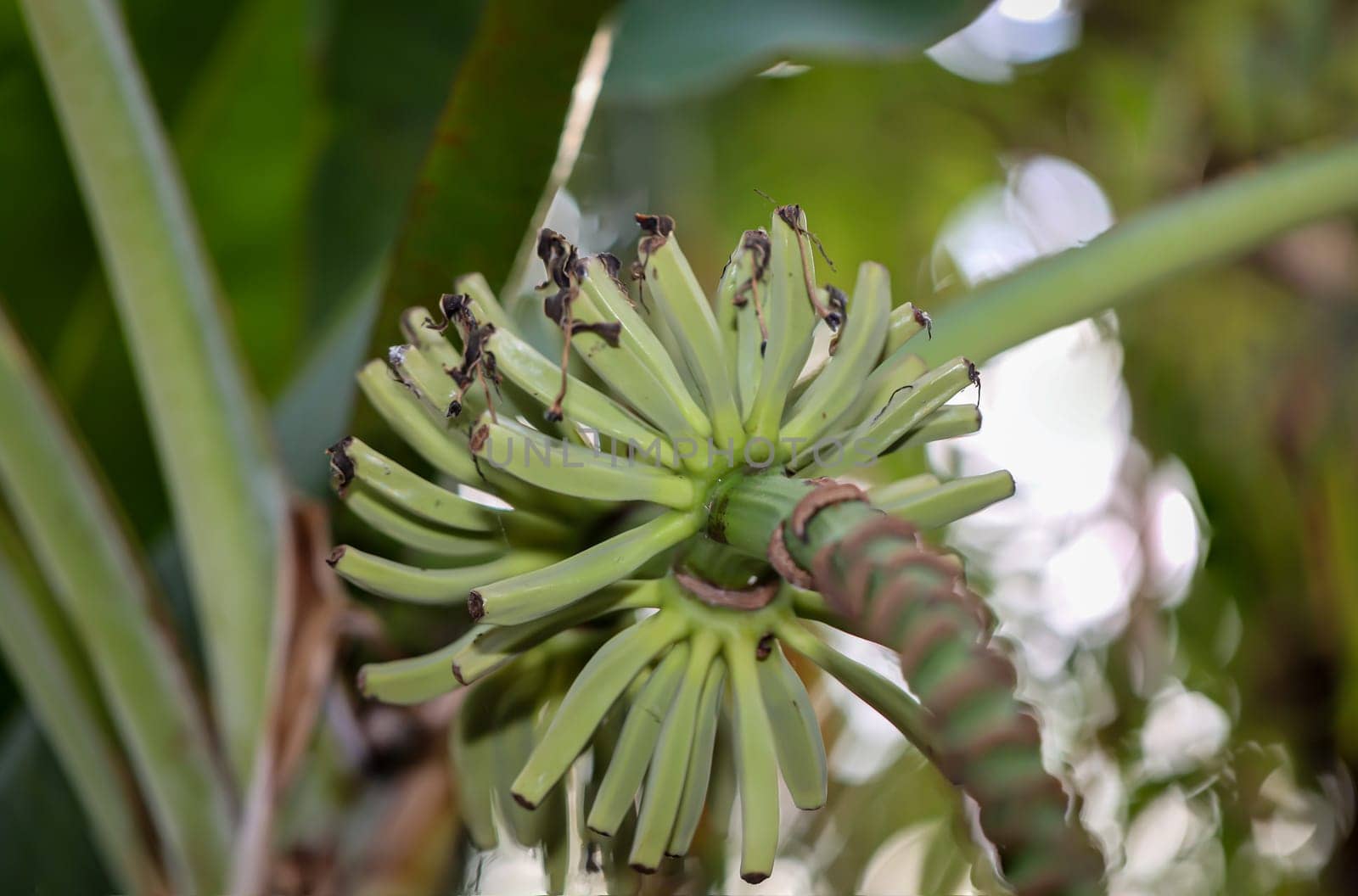 Details of a dwarf banana (Musa acuminata), flowers and fruit set.