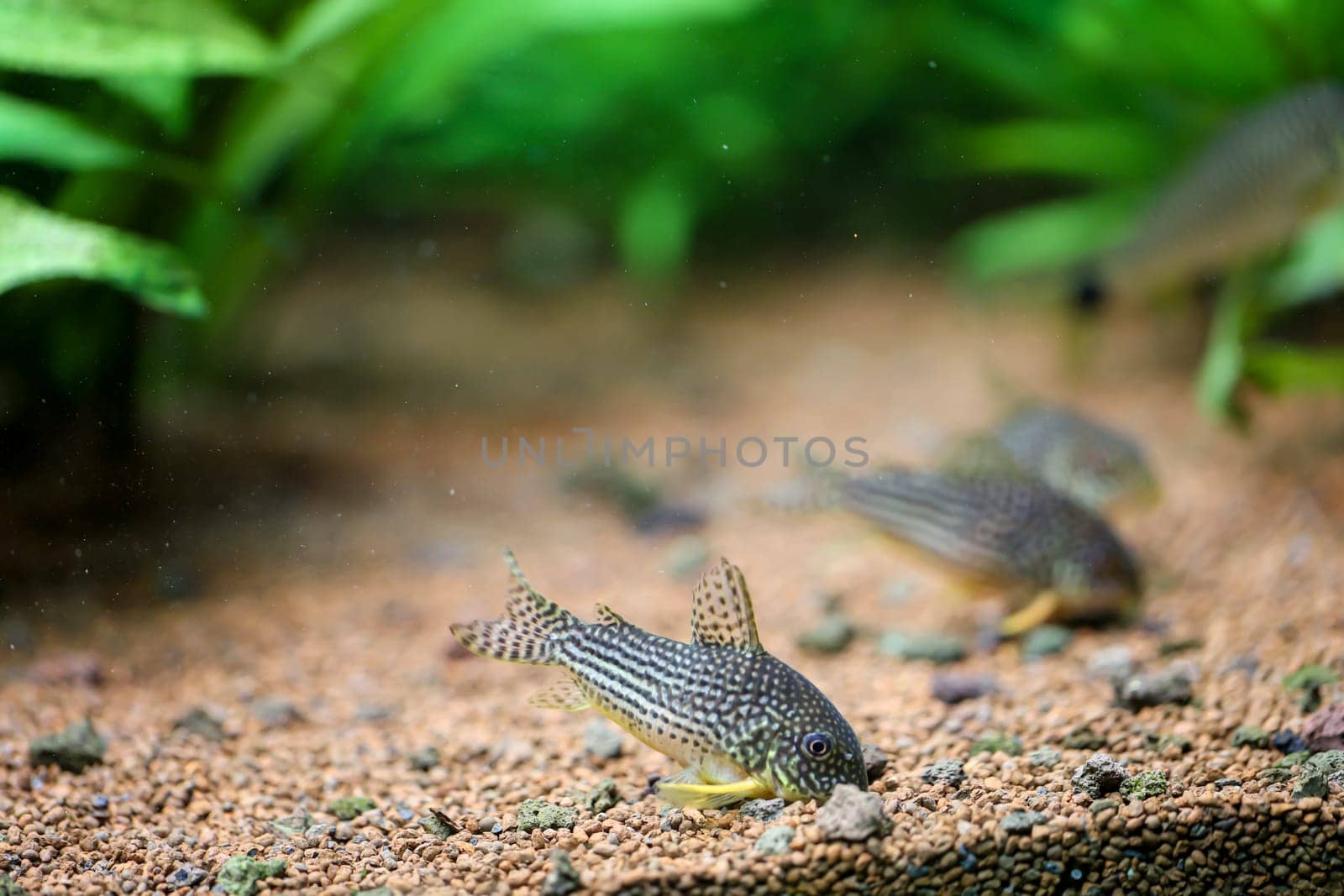 Corydoras sterbai (Sterbas cory) in an aquarium. They look for food at the bottom.