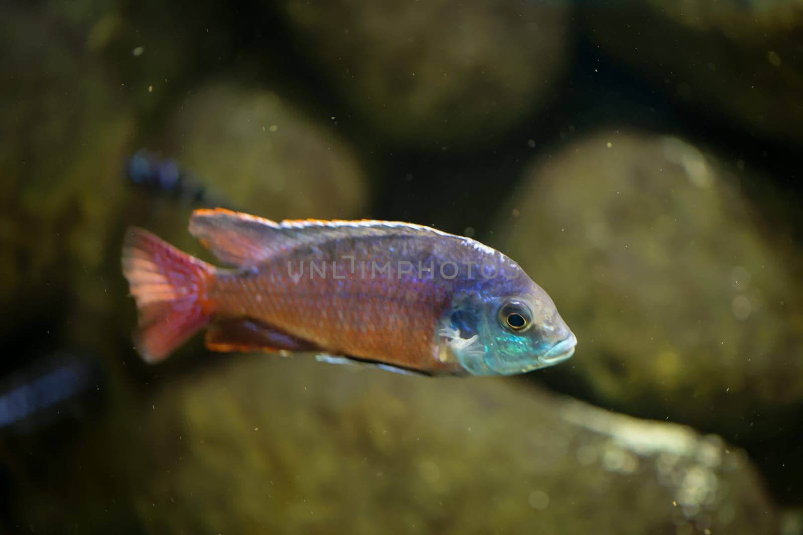 Portrait of a colorful Malawi cichlid in the aquarium.