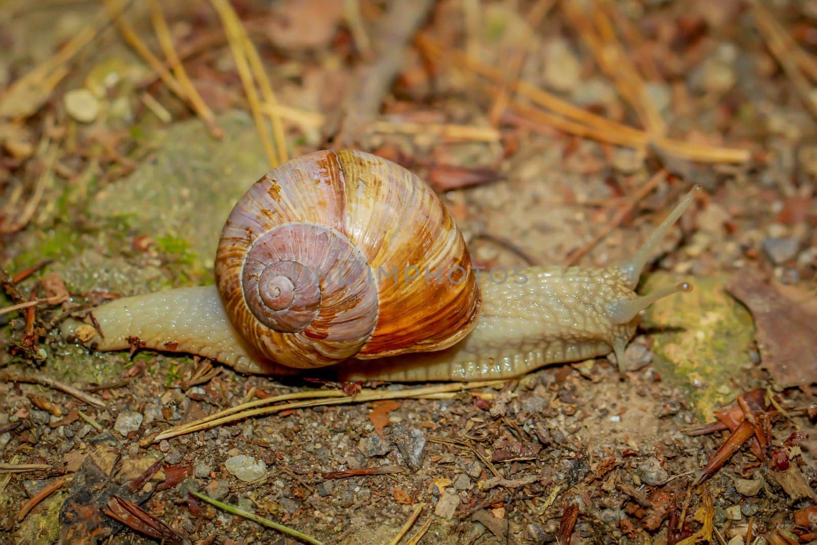 A Roman snail on wet forest soil.