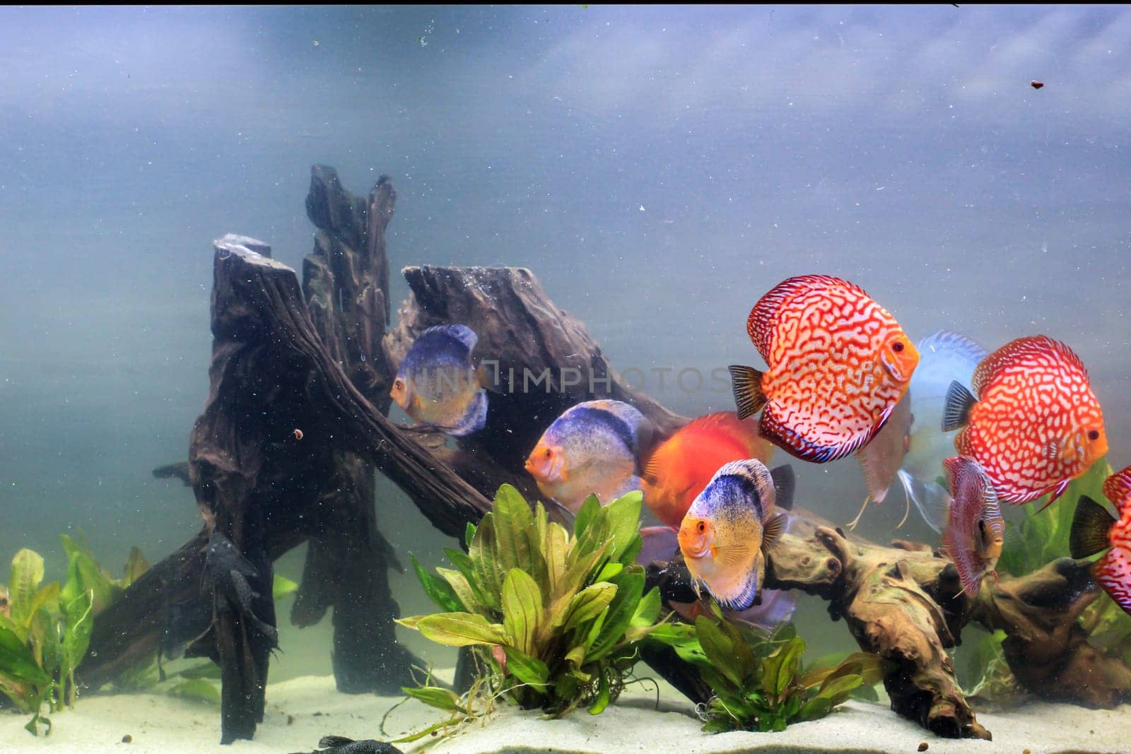 Portrait, close up of discus fish. Discus in aquarium. Amazon tank.