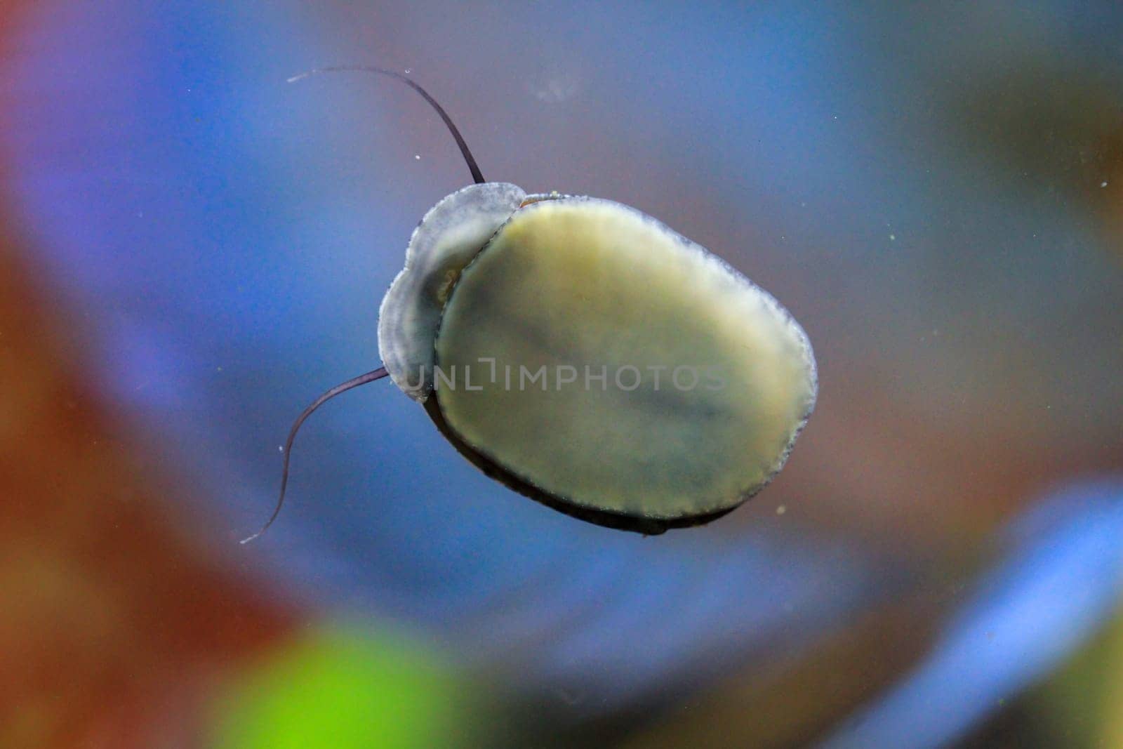 Anthracite cup snail / steel helmet snail - Neritina pulligera