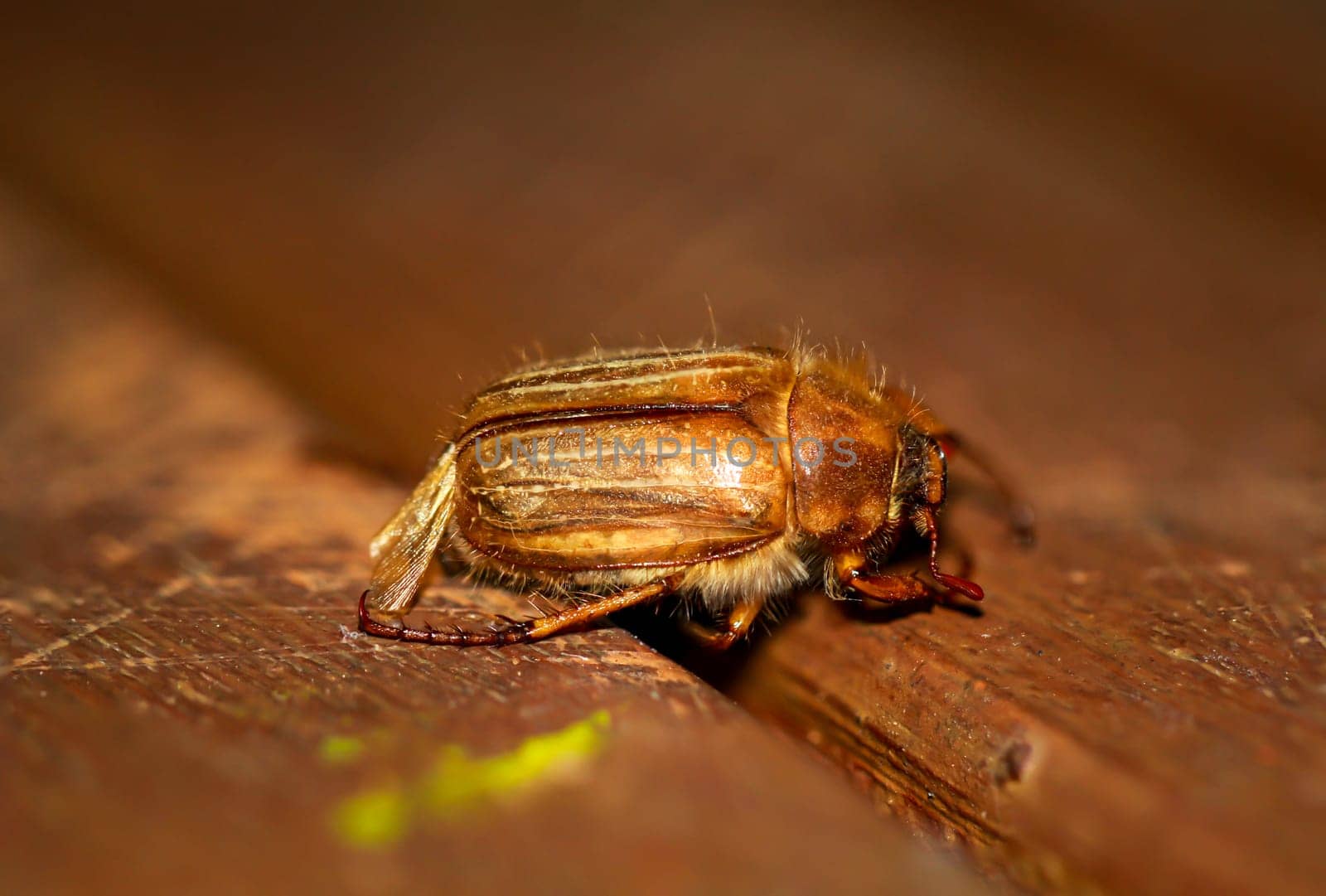 Close-up of a June beetle on a wooden background.