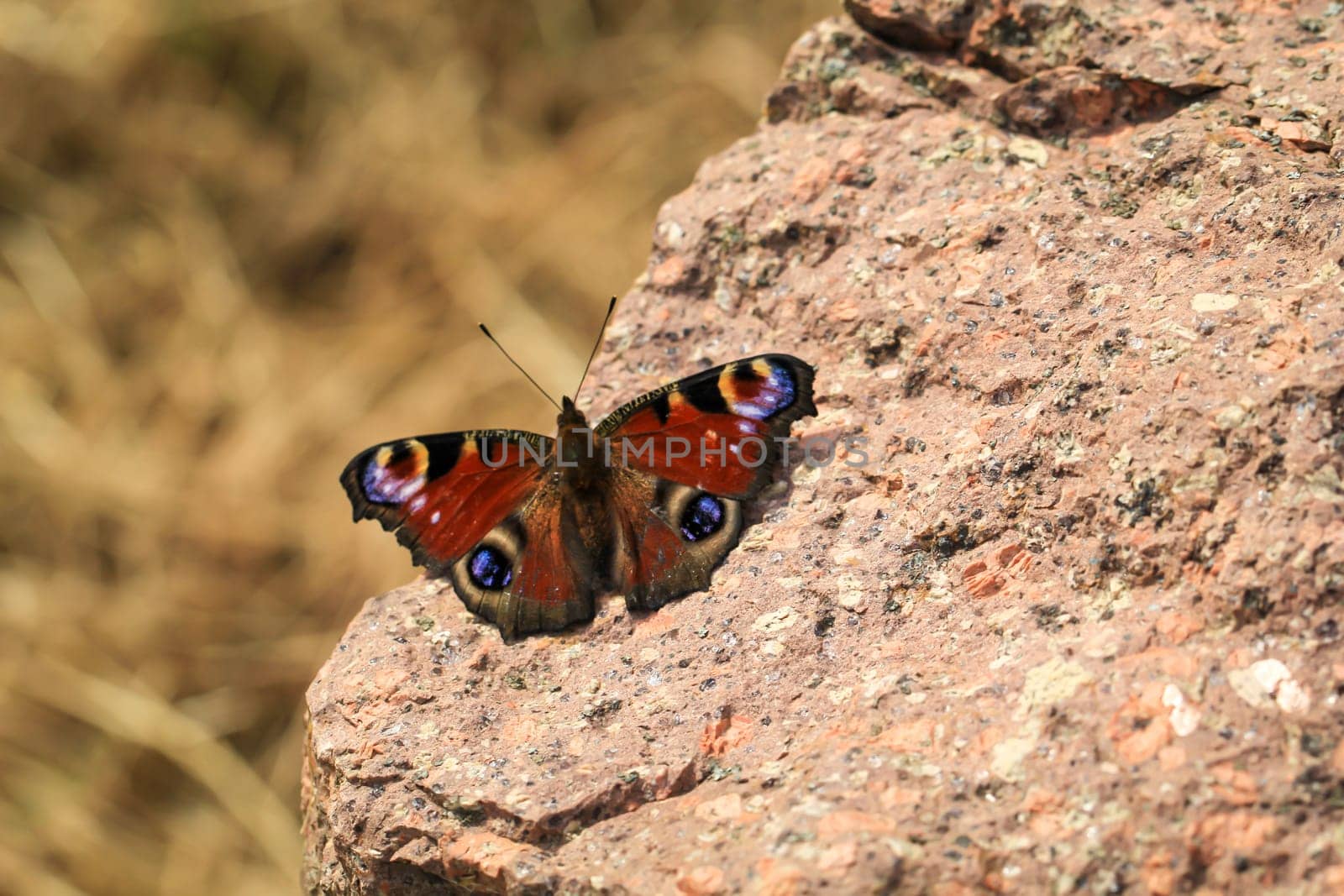A portrait of a day peacock sitting on a stone.