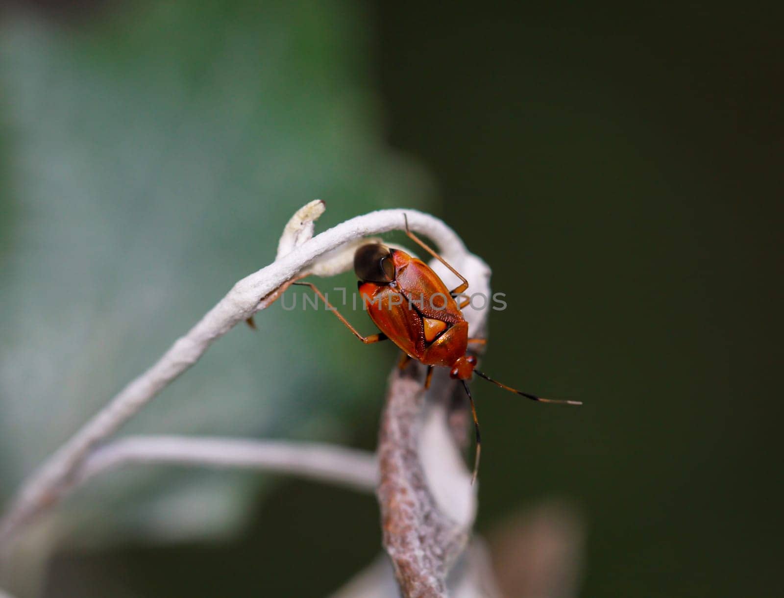 A common nimrod (Deraeocoris ruber) on the branch of a plant.
