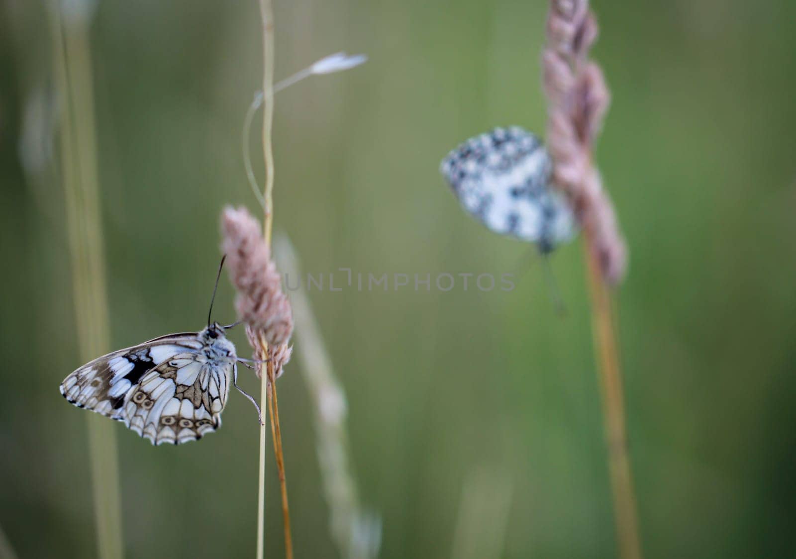 A checkerboard butterfly on a grass plant in a meadow.