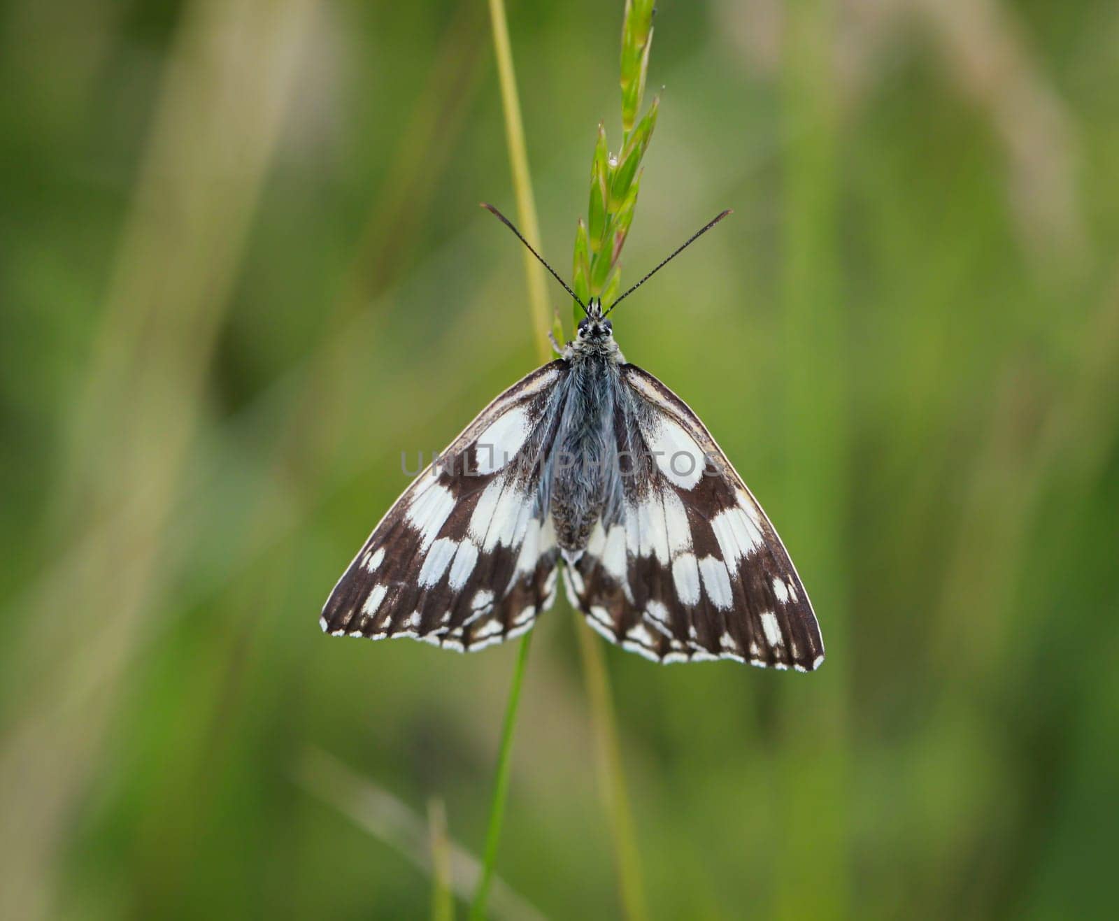 A checkerboard butterfly on a grass plant in a meadow.