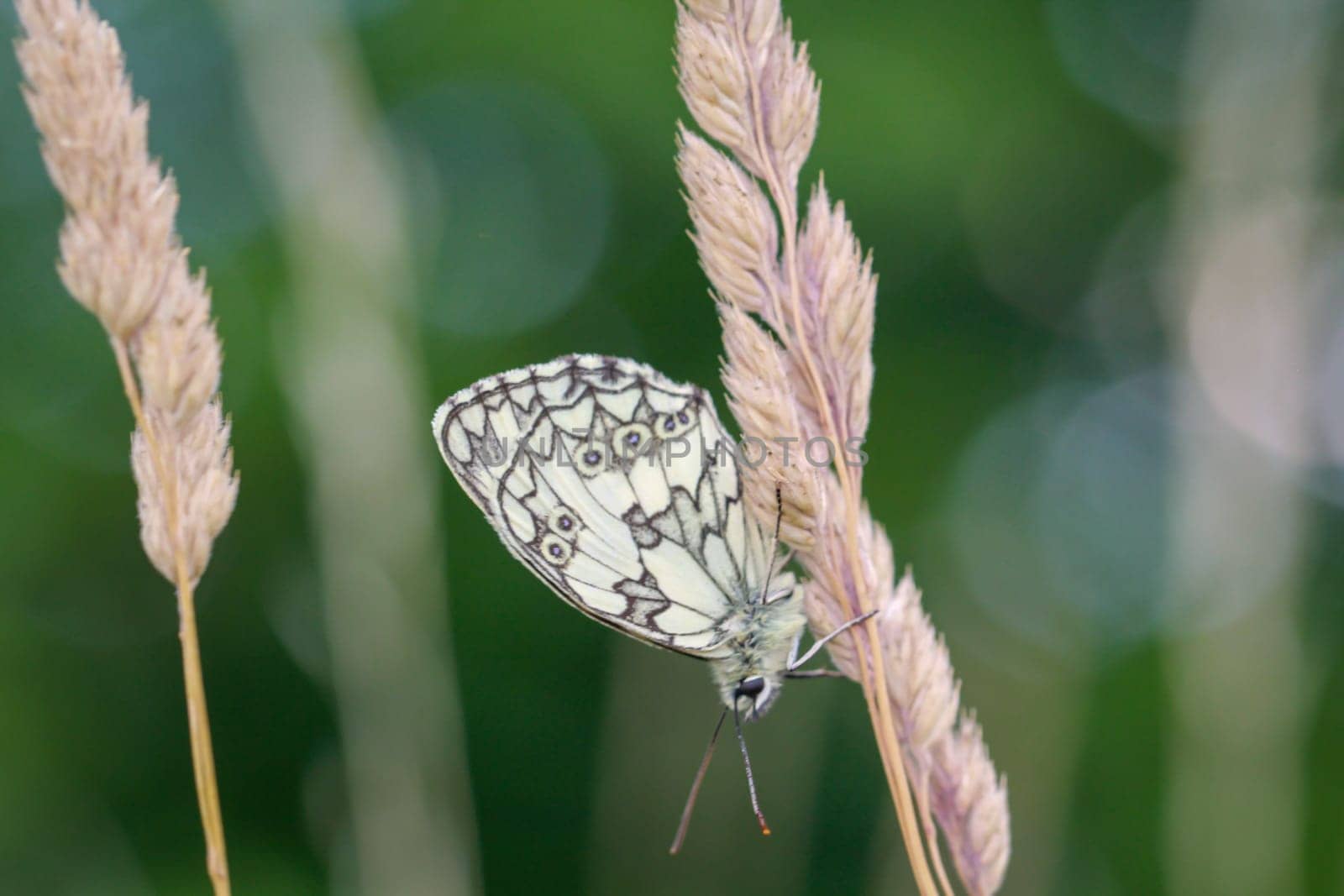 A checkerboard butterfly on a grass plant in a meadow.