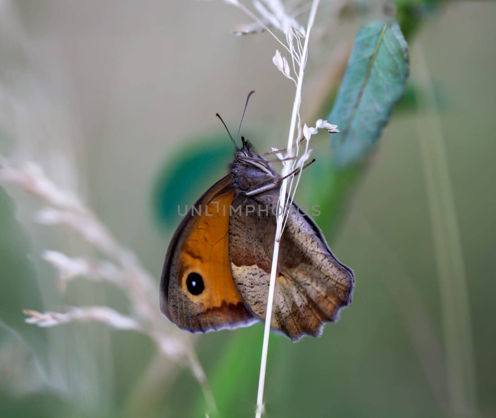 A large oxeye (Maniola jurtina) on a grass plant.