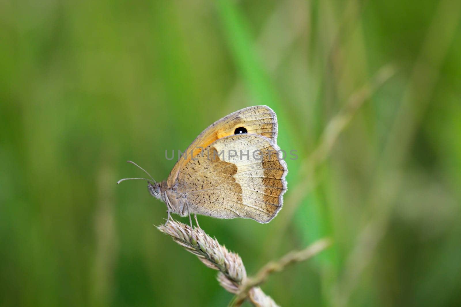 A large oxeye (Maniola jurtina) on a grass plant.