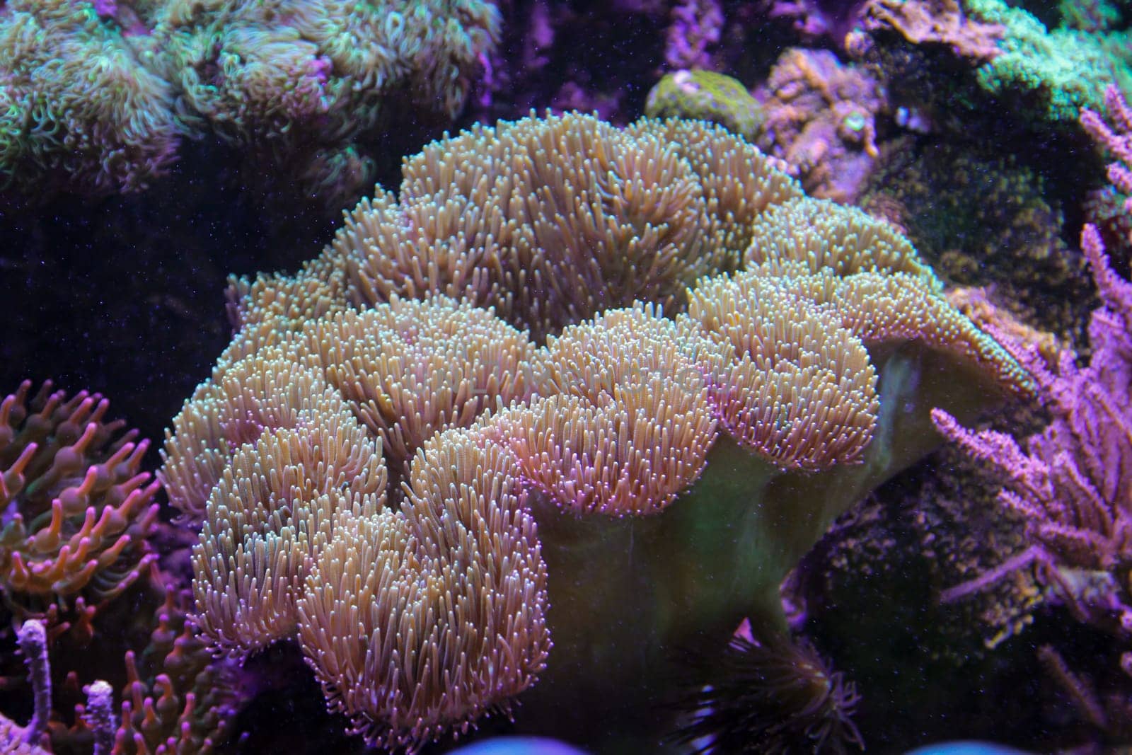 A beautiful large anemone in a saltwater tank.