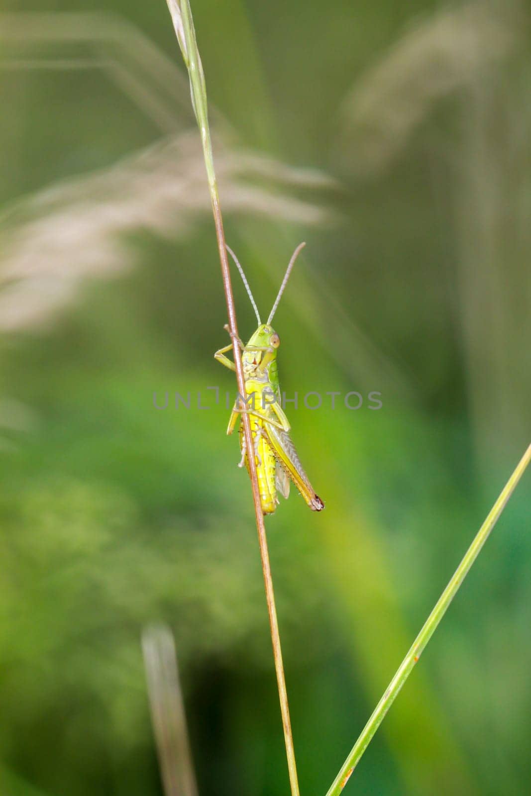 A common grasshopper (Pseudochorthippus parallelus) on a grass branch.