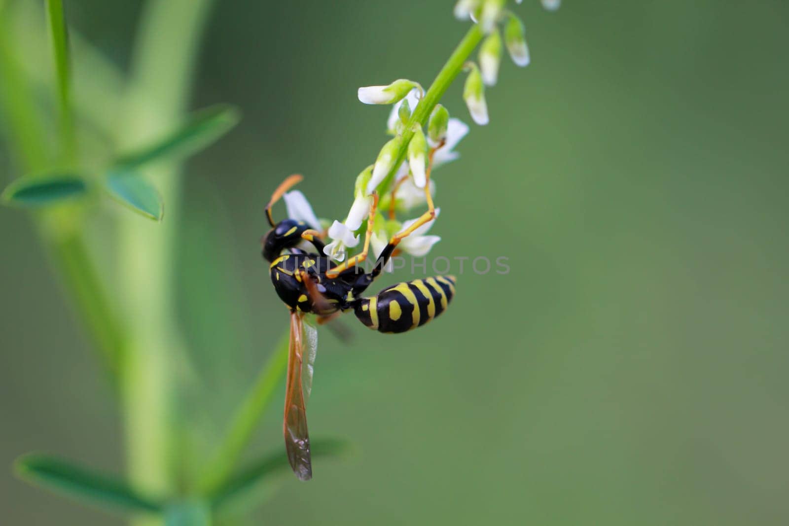 A Gallic field wasp (Polistes dominula, stage: imago) on a meadow plant.