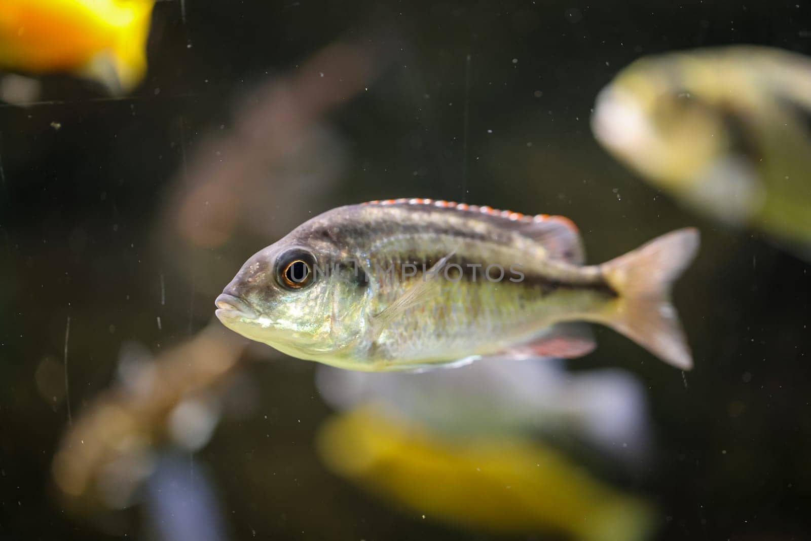 Portrait of a colorful Malawi cichlid in the aquarium.