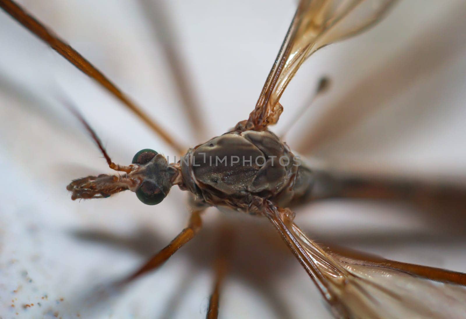Close-up of a snake, a Tipula paludosa / oleracea. Portrait of a long legged cricket.