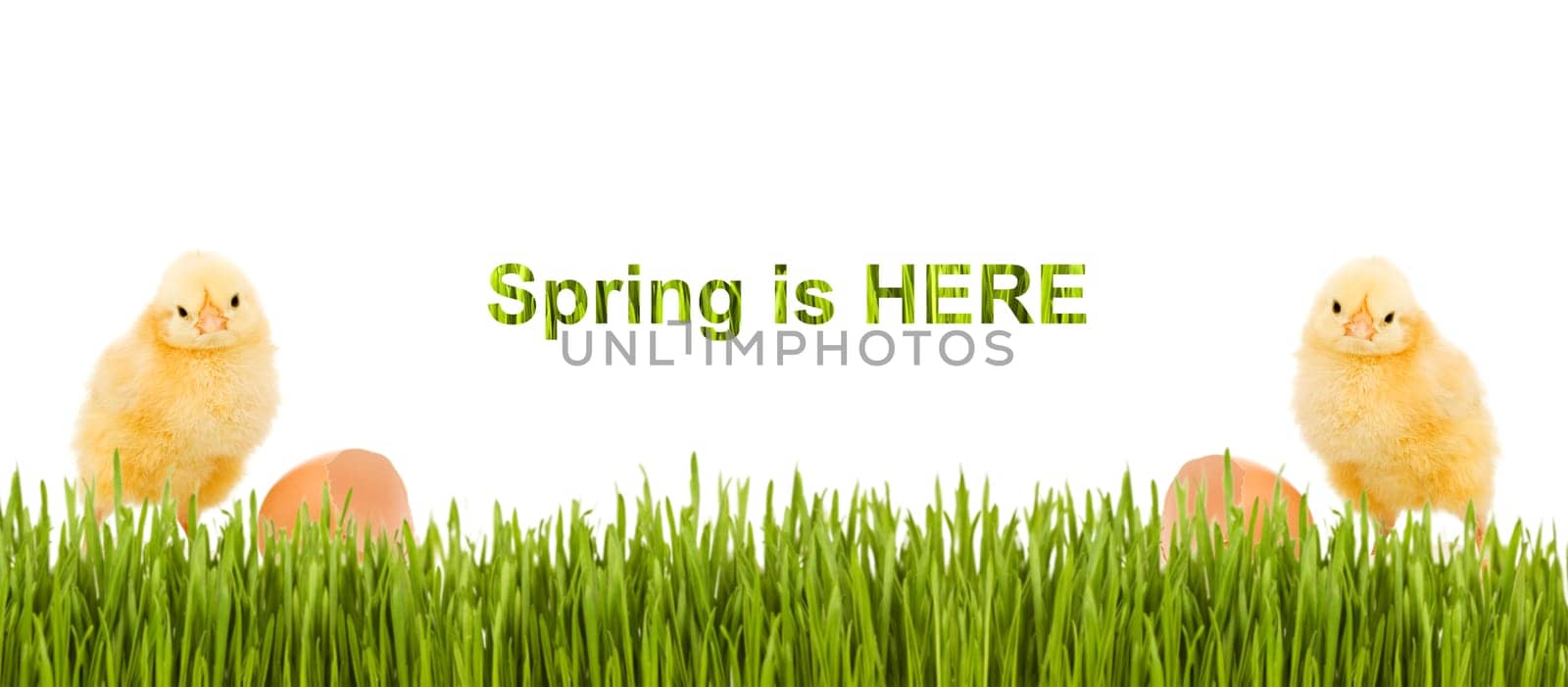 Baby chicken and grass spring banner with copy space - isolated