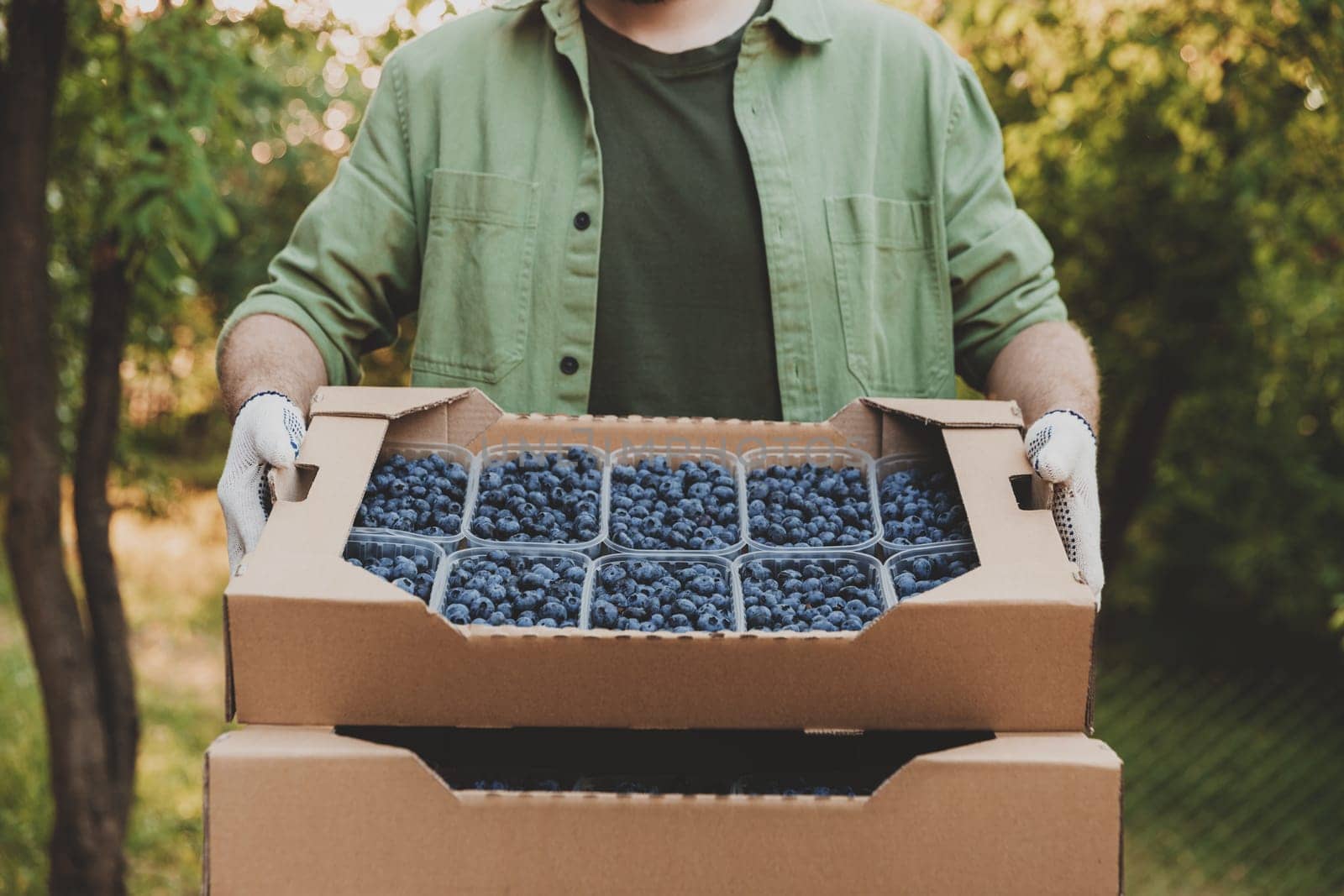 Male farmer hands take and hold cardboard box from stack full of plastic containers with large blueberries. Berry shipping, cultivating, delivery concept. Worker showcase and show collected product