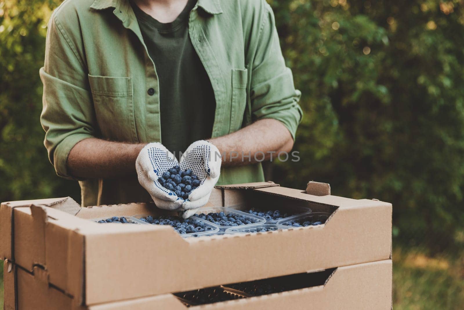 Hands of man wears green clothes holding many large blueberries over cardboard box or crate full of plastic containers with blueberry. Berry shipping, delivery concept. Seller showcase the product