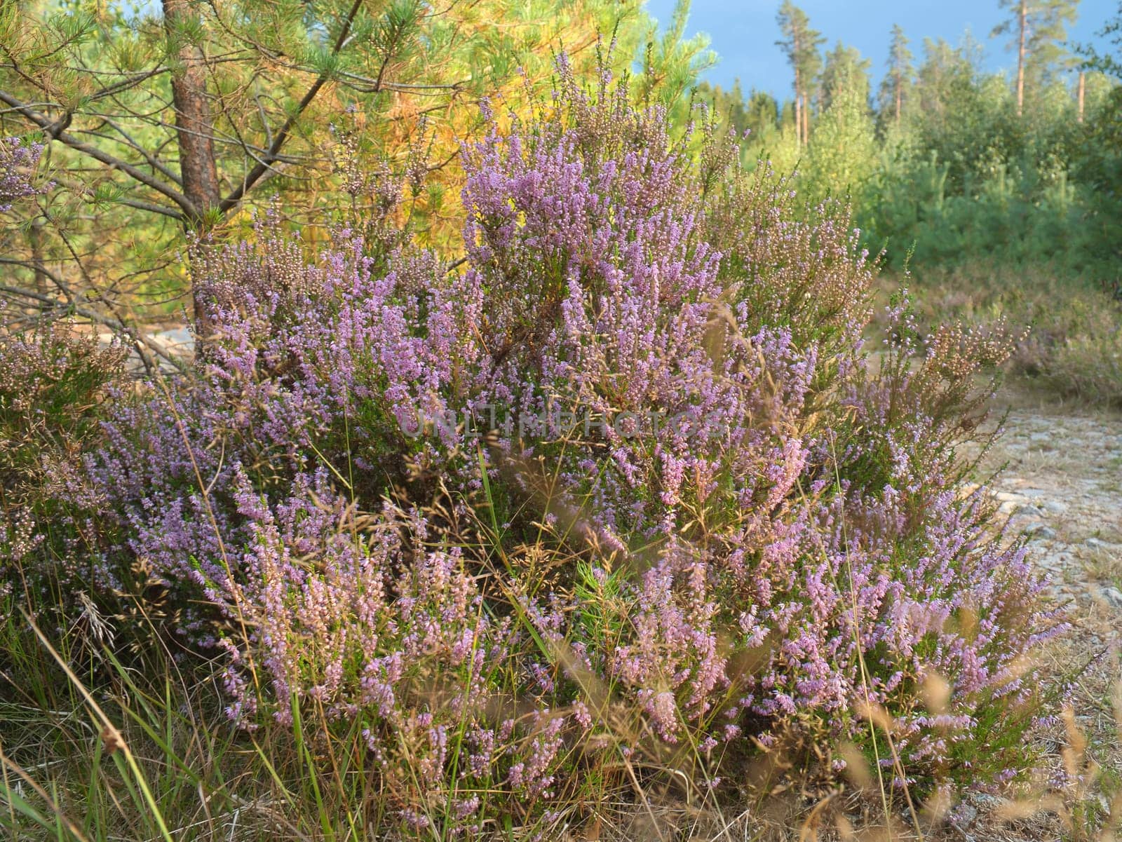 Heather on the roadside in Sweden. Pink, purple plants by the wayside during a hike on vacation. Landscape photo from Scandinavia