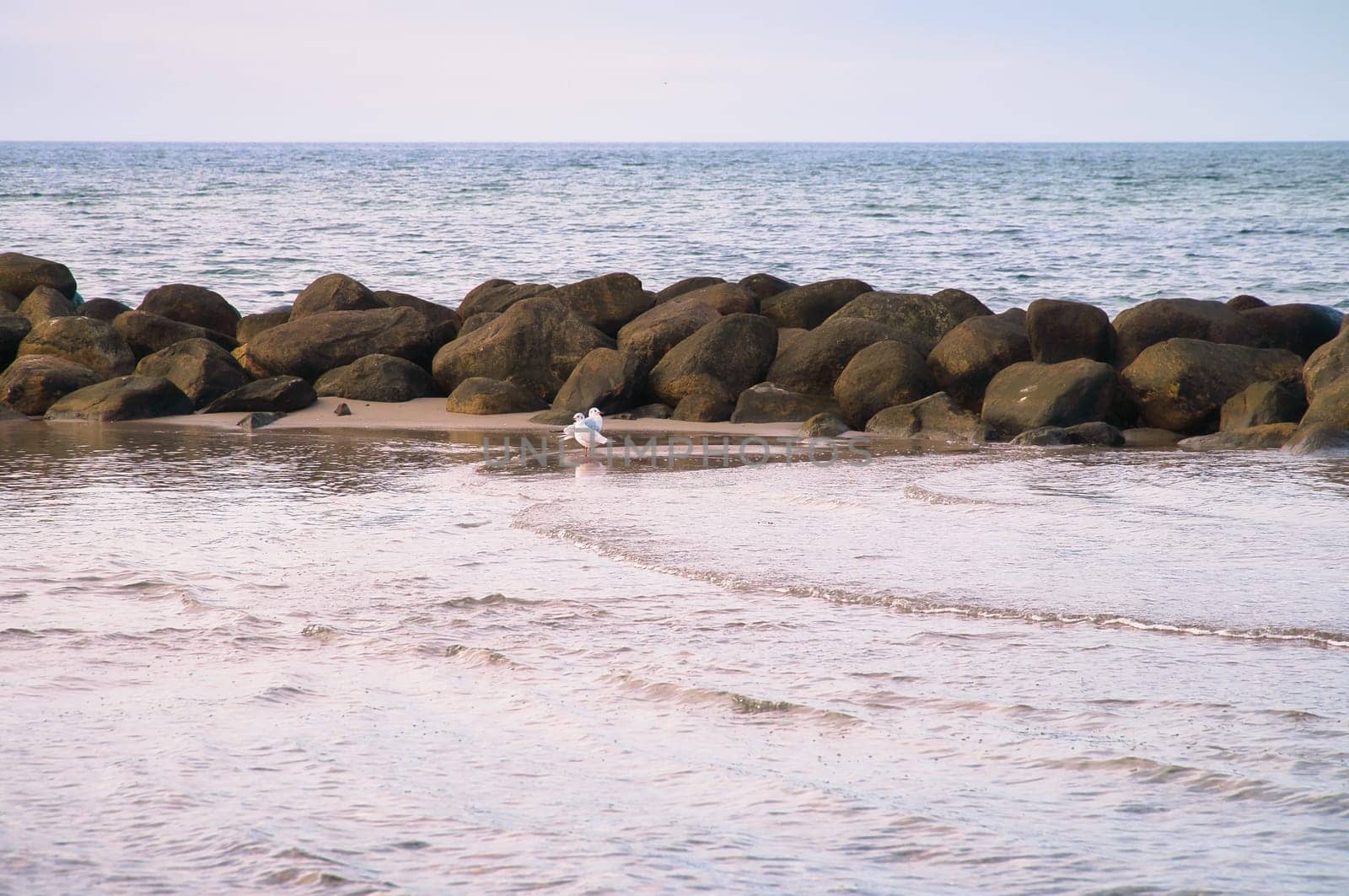 Stone groynes, breakwaters in the water off the coast in Denmark. Seagulls on the sandbar. Landscape photo by the sea