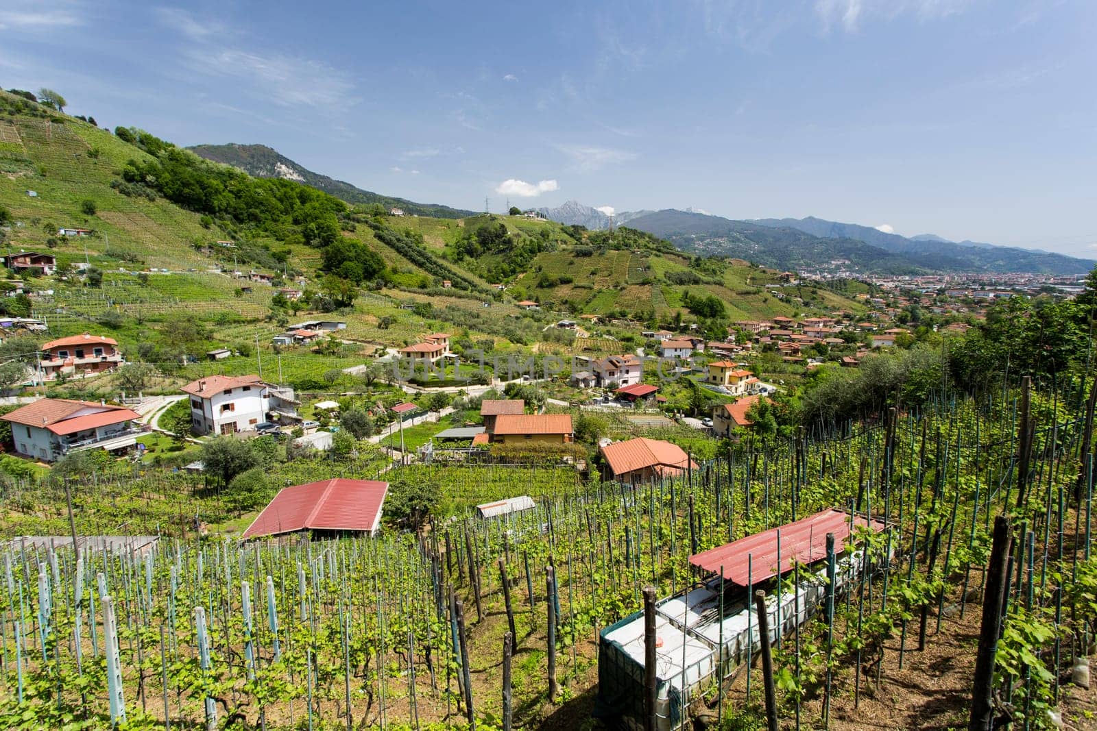 Panoramic view of the vineyards of the Candia, area of the wine.