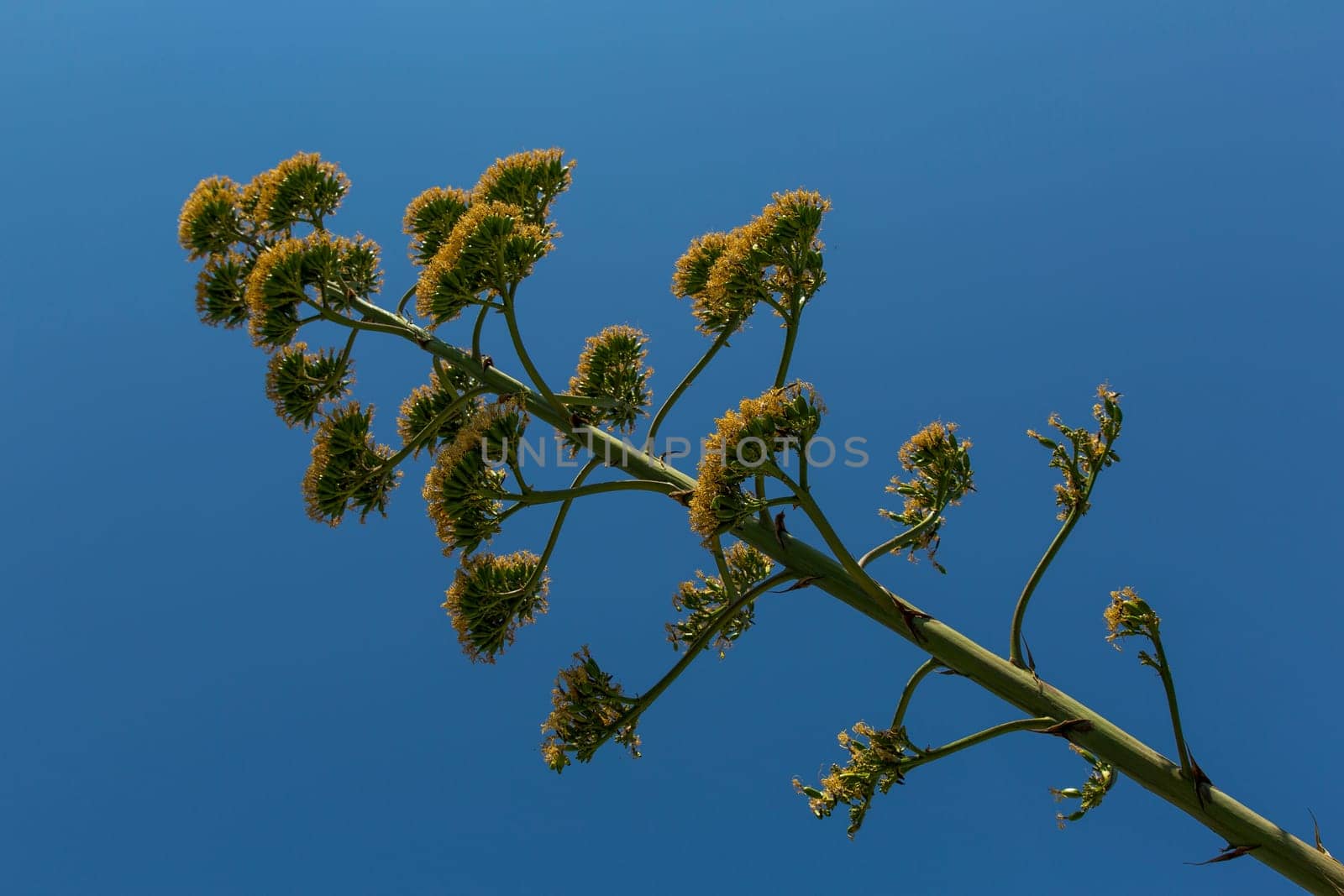 View from the bottom diagonal of a agave flower