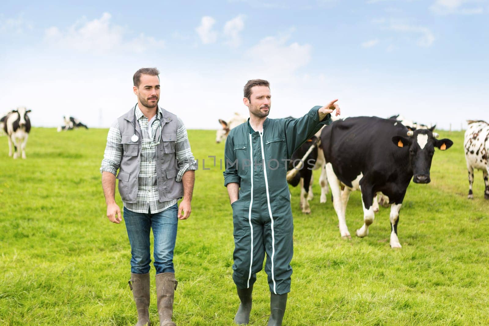 View of a Farmer and veterinary working together in a masture with cows