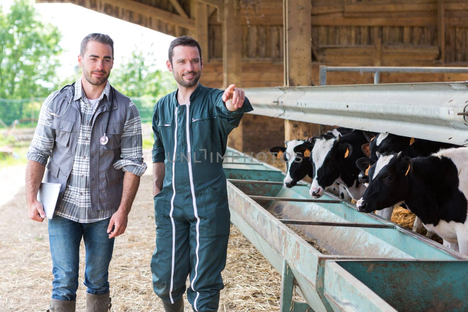 View of a Farmer and veterinary working together in a barn
