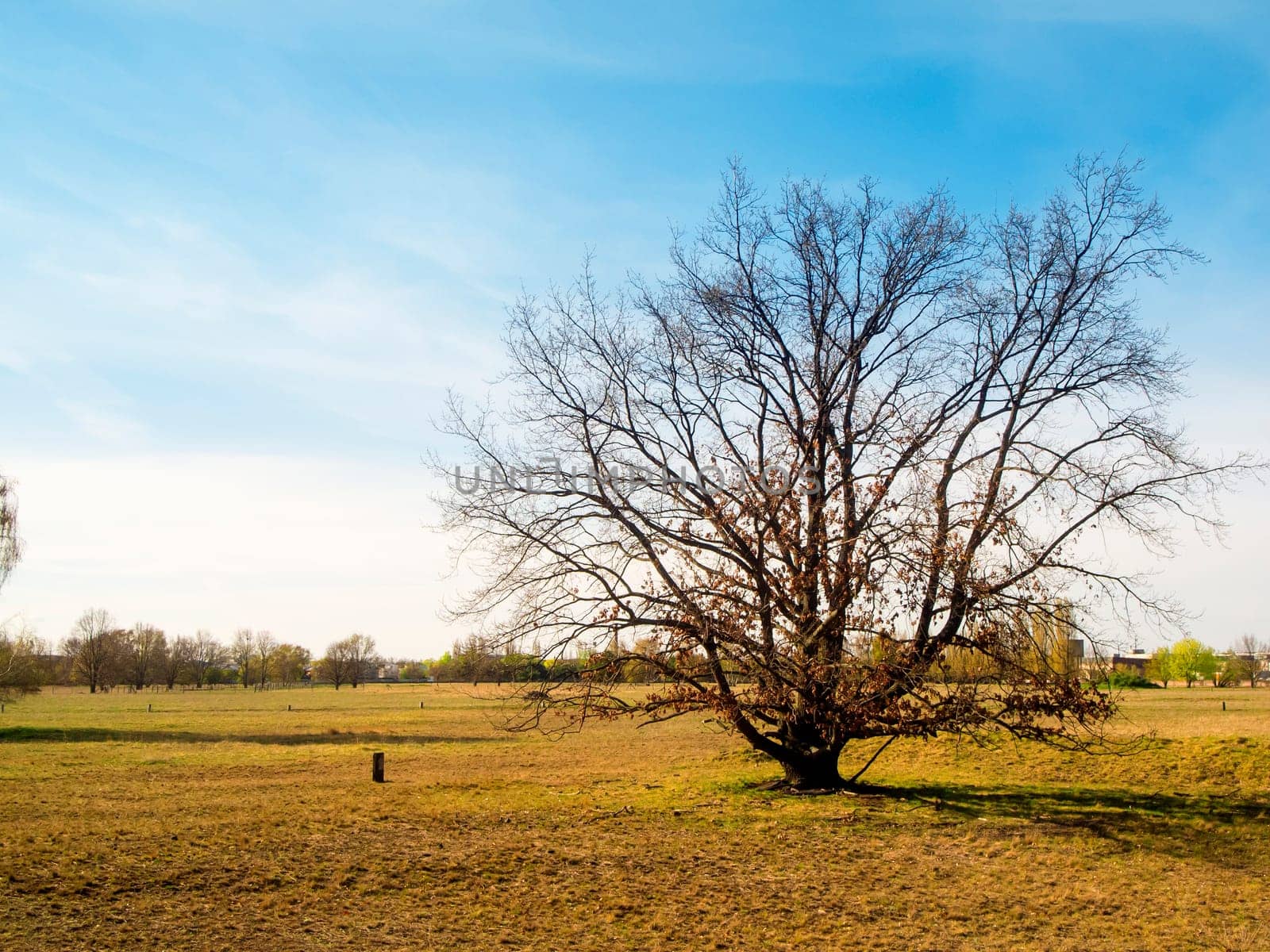 Landscape view with a single leafless tree in the heathland of the Adlershof landscape park in Berlin in autumn.