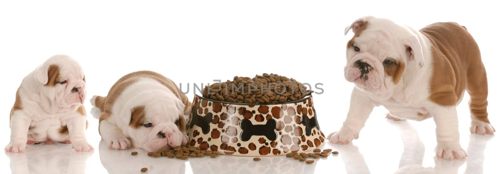 stages of puppy growth - english bulldog three, five and seven weeks