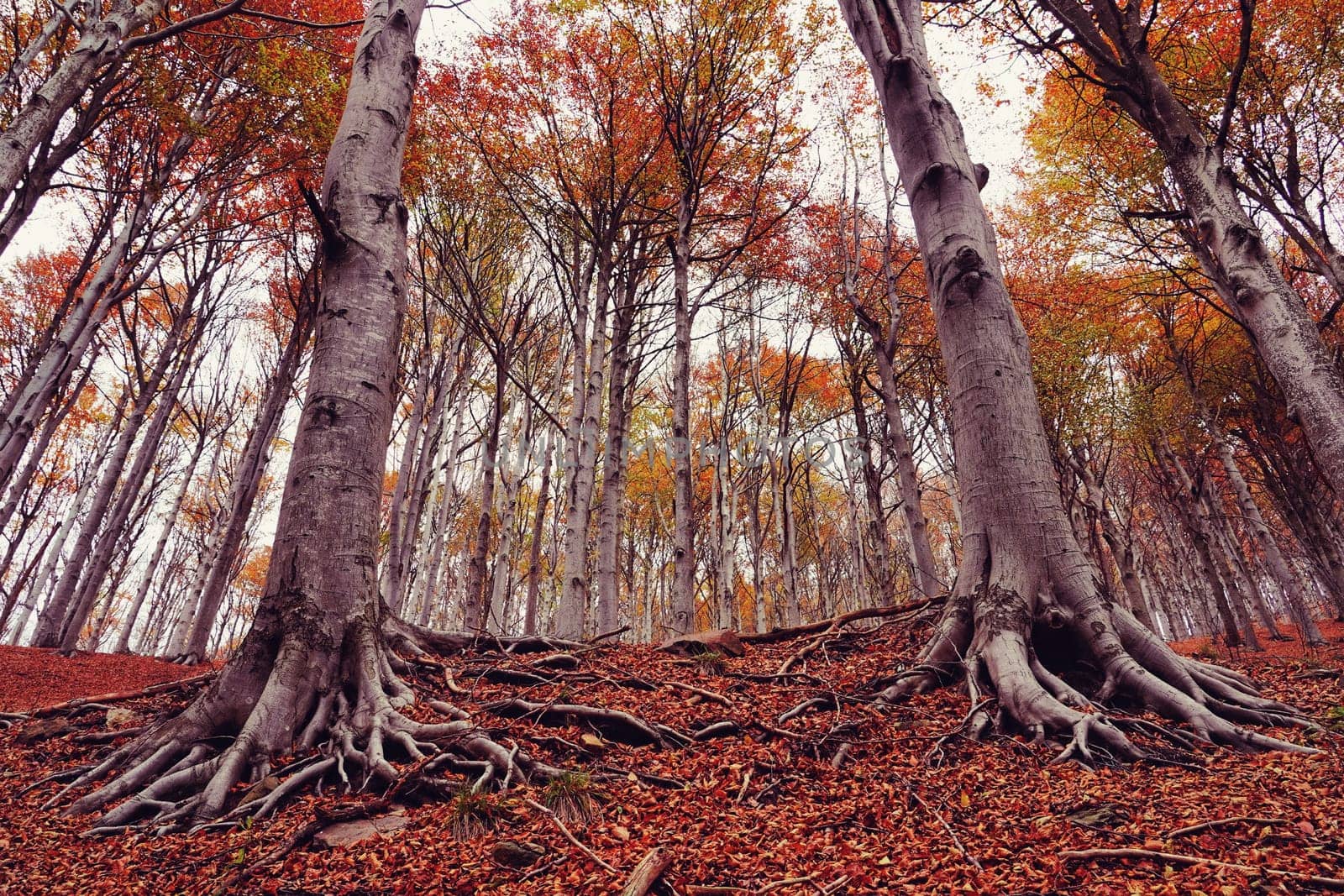 Red forest in autumn at Colle del Melogno in Liguria, Italy. Foliage.