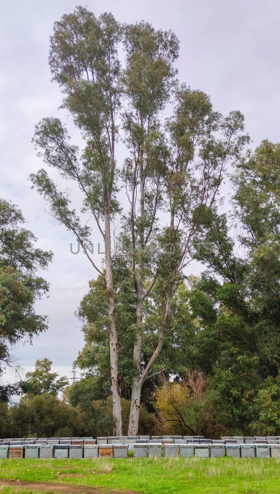 Beehives placed in a eucalyptus forest. Eucalyptus honey is one of the most appreciated