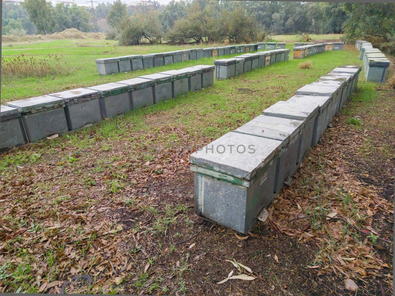 Beehives placed in a eucalyptus forest. Eucalyptus honey is one of the most appreciated