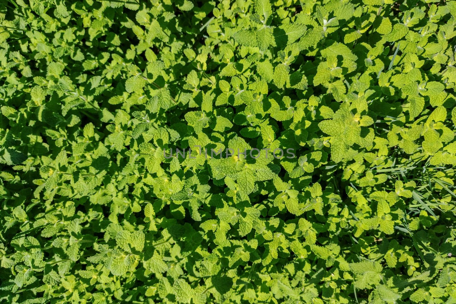 Fresh green pennyroyal or mentha pulegium. Selective focus